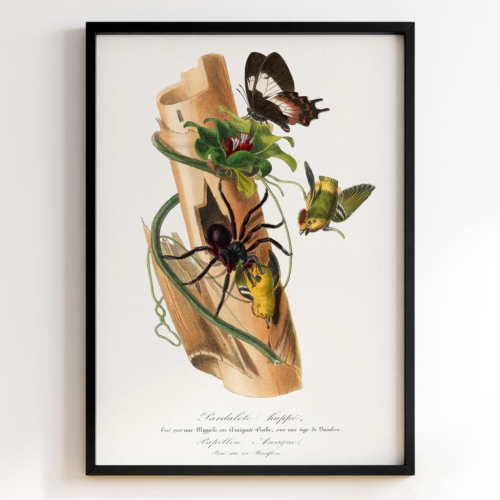 Ботанічний постер Поль Жерве | Paul Gervais Арт: 28474