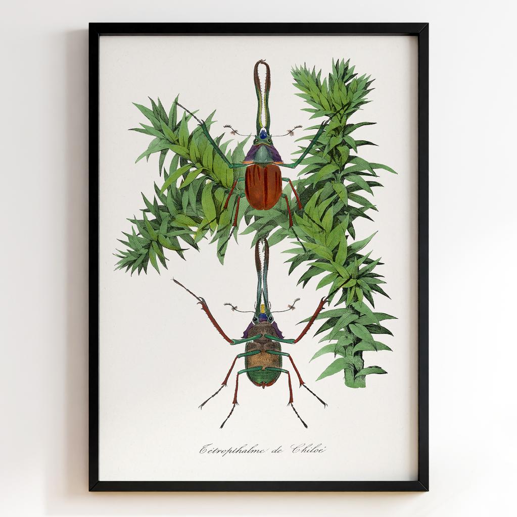 Ботанічний постер Поль Жерве | Paul Gervais Арт: 28475