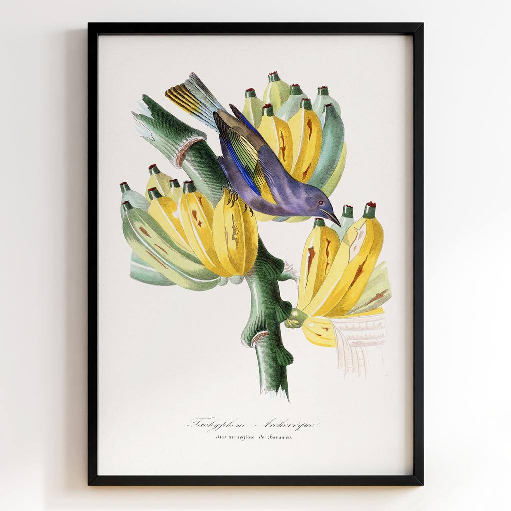 Ботанічний постер Поль Жерве | Paul Gervais Арт: 28476