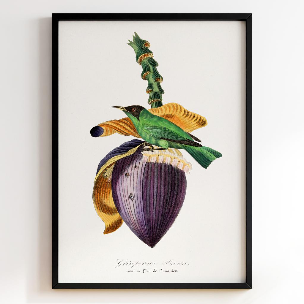 Ботанічний постер Поль Жерве | Paul Gervais Арт: 28477