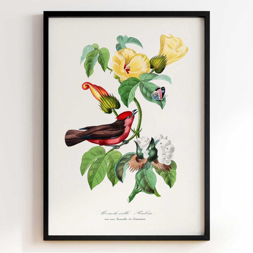 Ботанічний постер Поль Жерве | Paul Gervais Арт: 28478