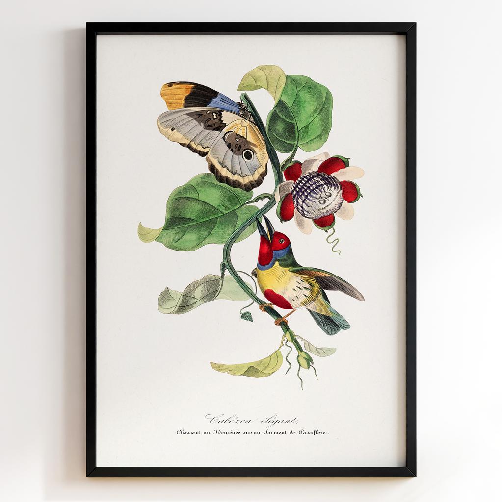 Ботанічний постер Поль Жерве | Paul Gervais Арт: 28479