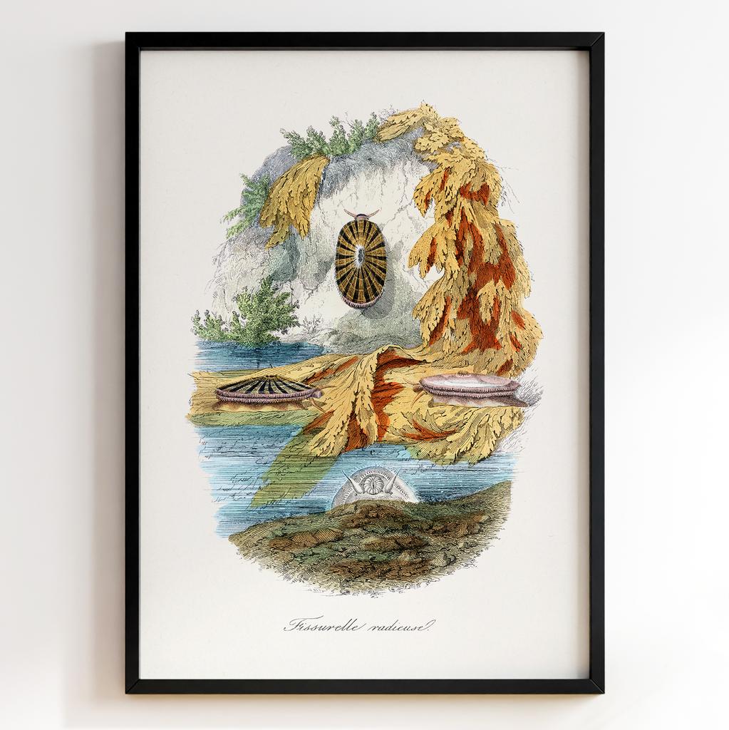 Ботанічний постер Поль Жерве | Paul Gervais Арт: 28480