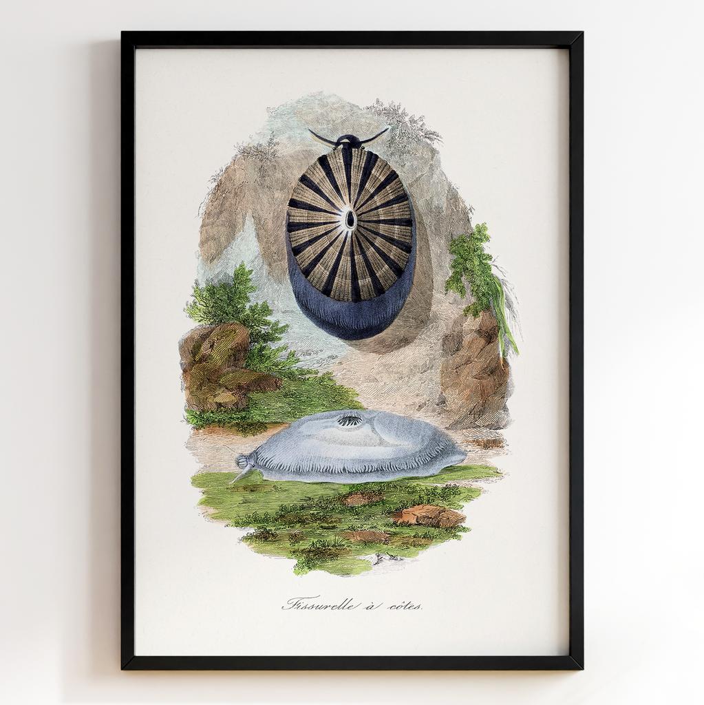 Ботанічний постер Поль Жерве | Paul Gervais Арт: 28481