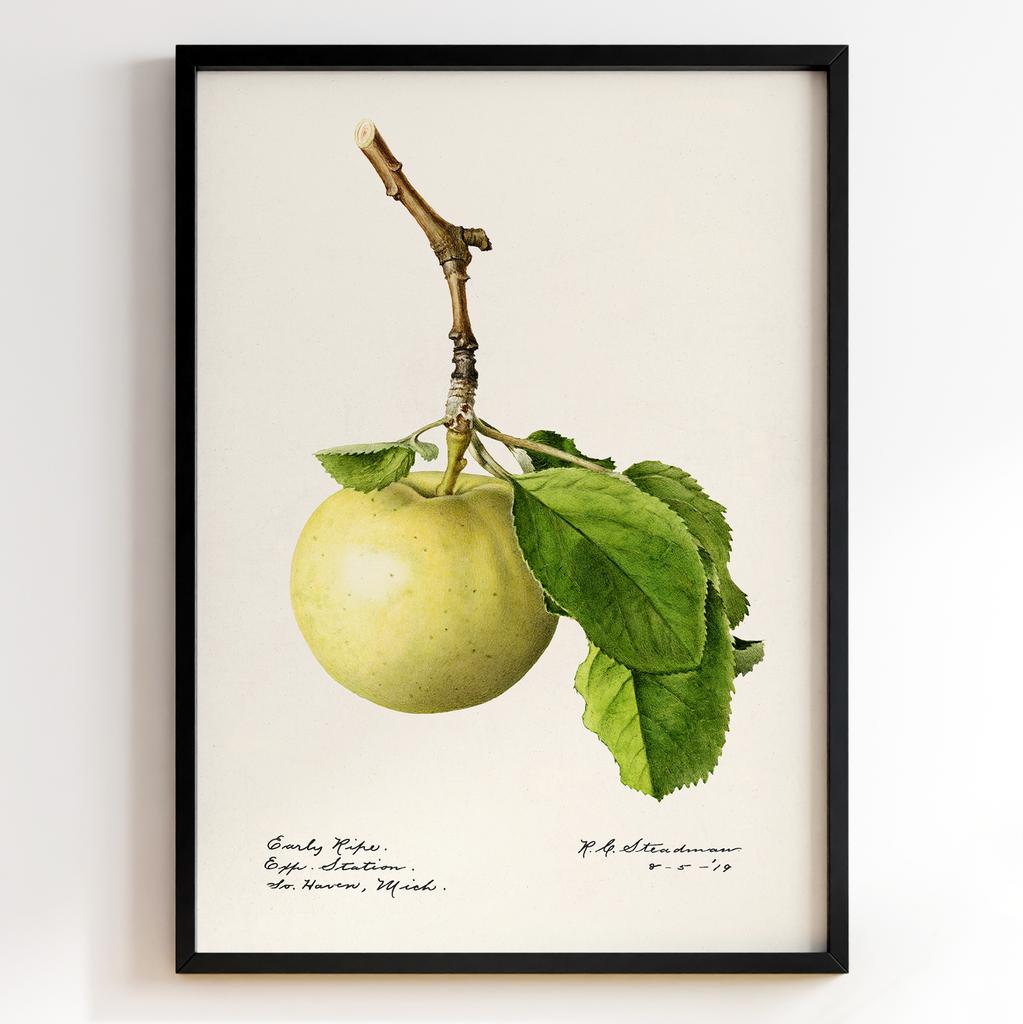 Ботанічний постер Роял Чарльз Стідмен | Royal Charles Steadman Арт: 28490