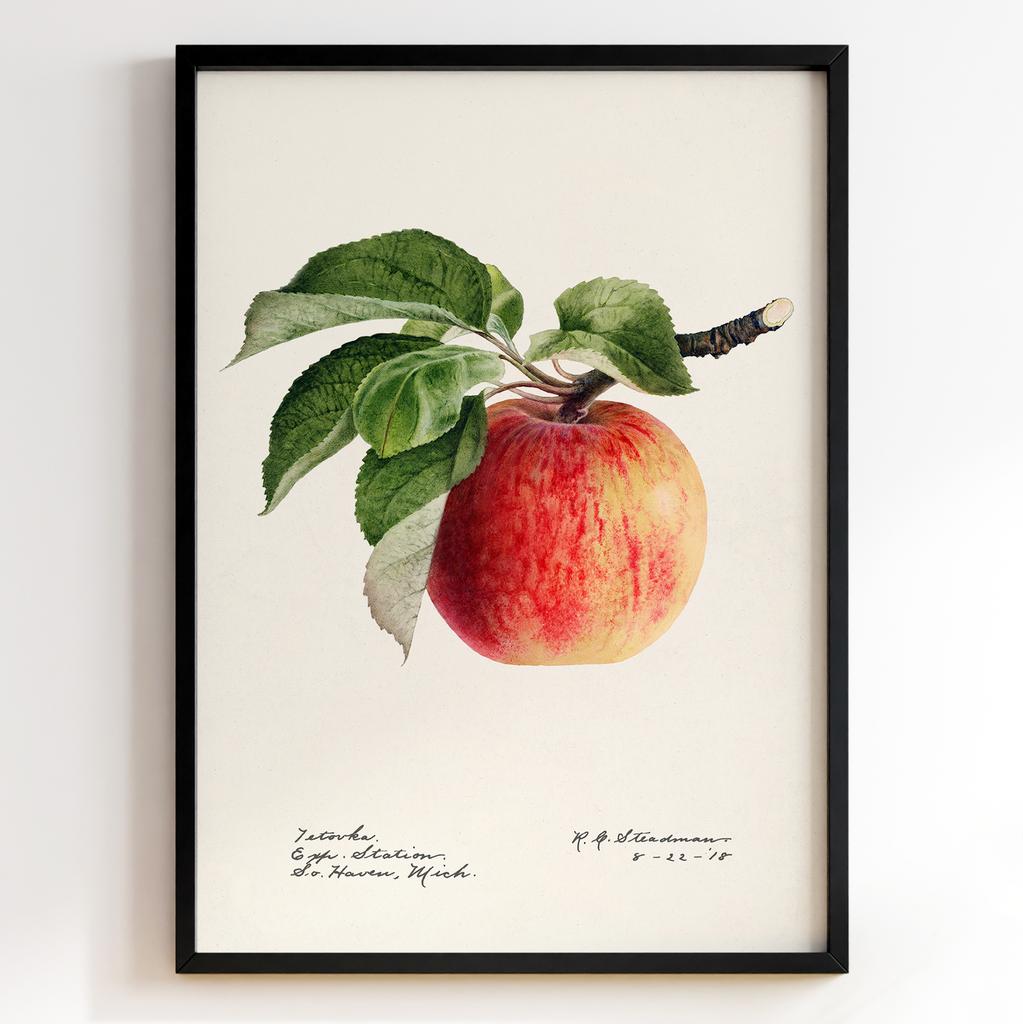 Ботанічний постер Роял Чарльз Стідмен | Royal Charles Steadman Арт: 28491