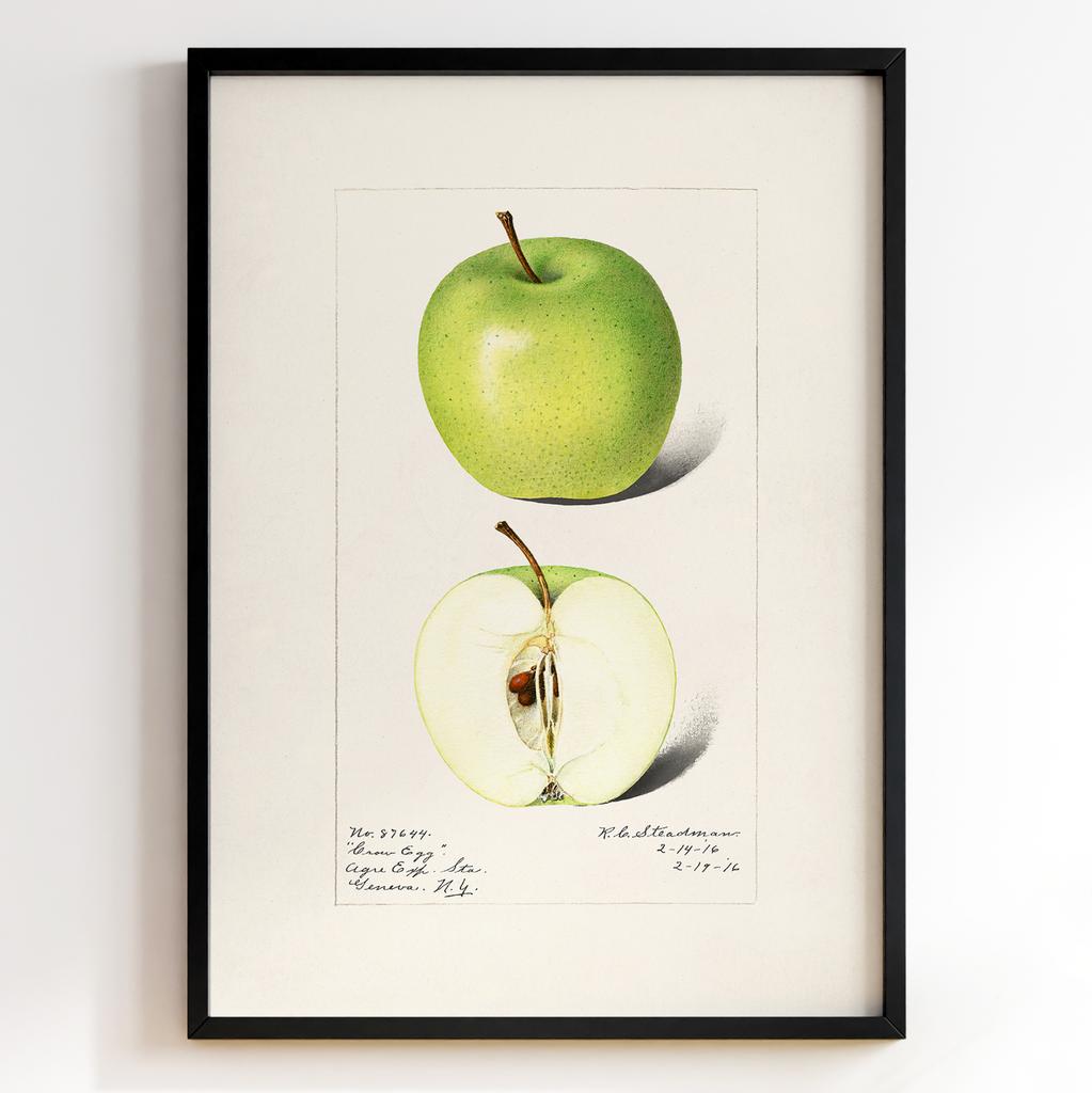 Ботанічний постер Роял Чарльз Стідмен | Royal Charles Steadman Арт: 28492