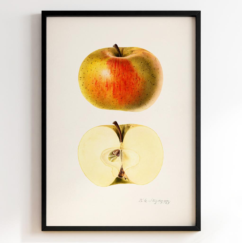 Ботанічний постер Роял Чарльз Стідмен | Royal Charles Steadman Арт: 28493