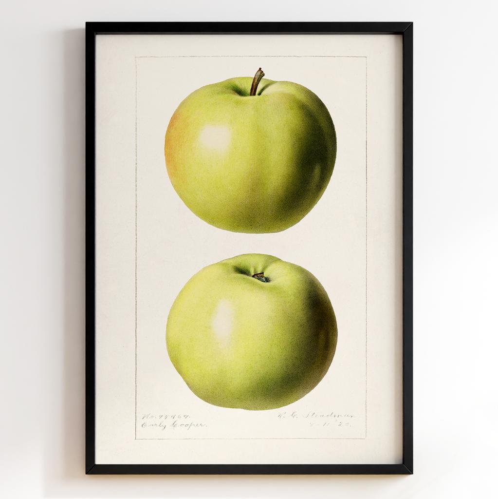 Ботанічний постер Роял Чарльз Стідмен | Royal Charles Steadman Арт: 28494