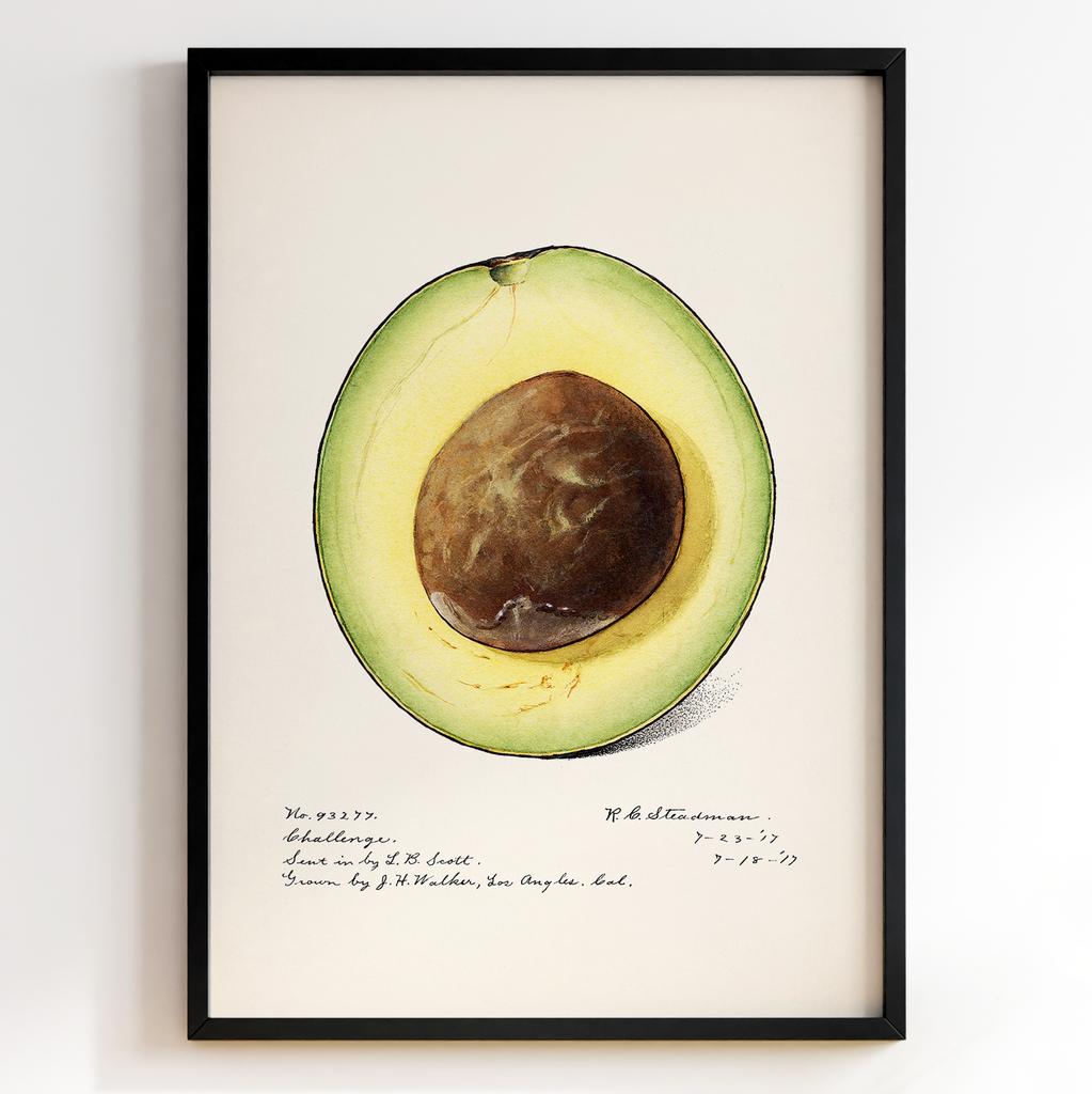 Ботанічний постер Роял Чарльз Стідмен | Royal Charles Steadman Арт: 28495