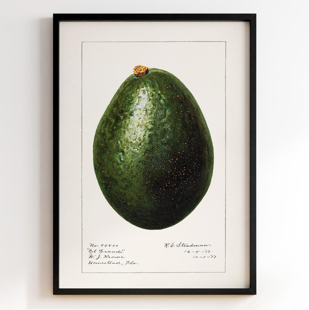 Ботанічний постер Роял Чарльз Стідмен | Royal Charles Steadman Арт: 28496