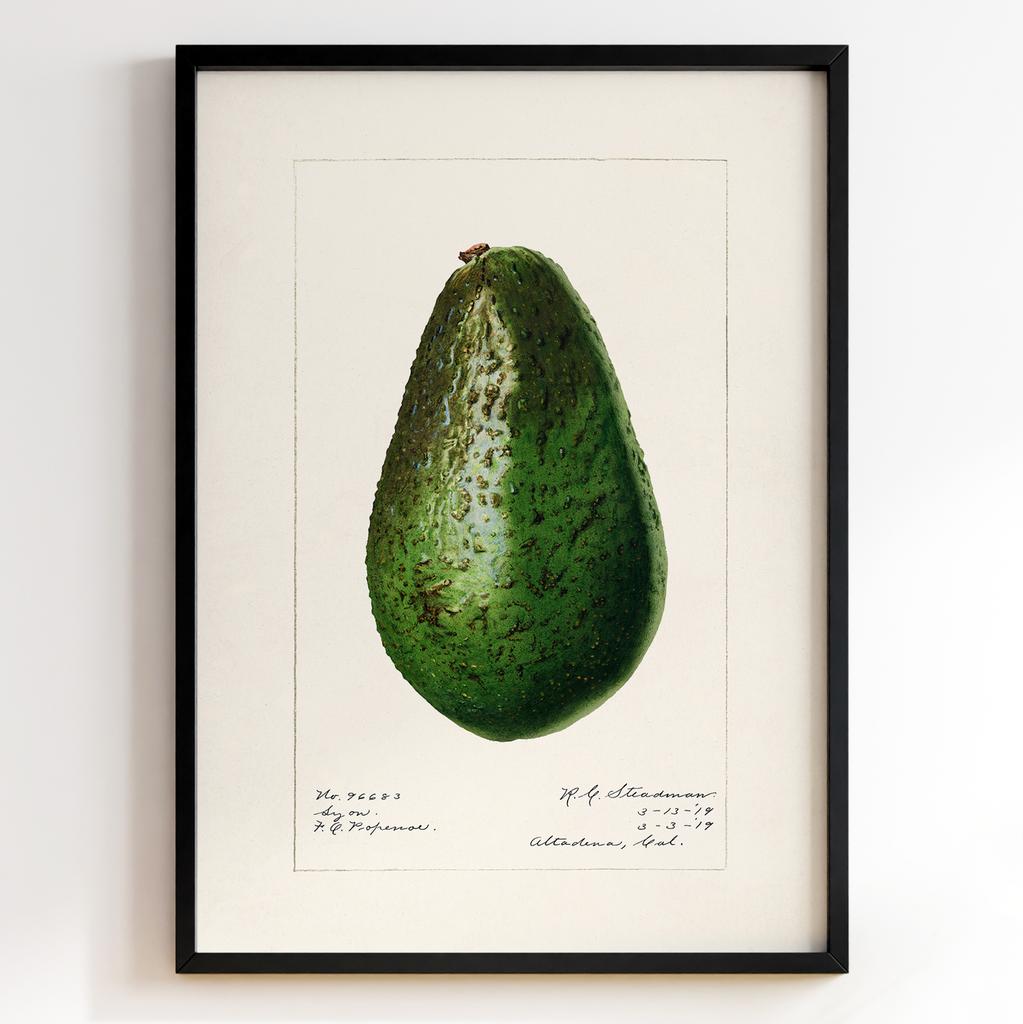 Ботанічний постер Роял Чарльз Стідмен | Royal Charles Steadman Арт: 28497