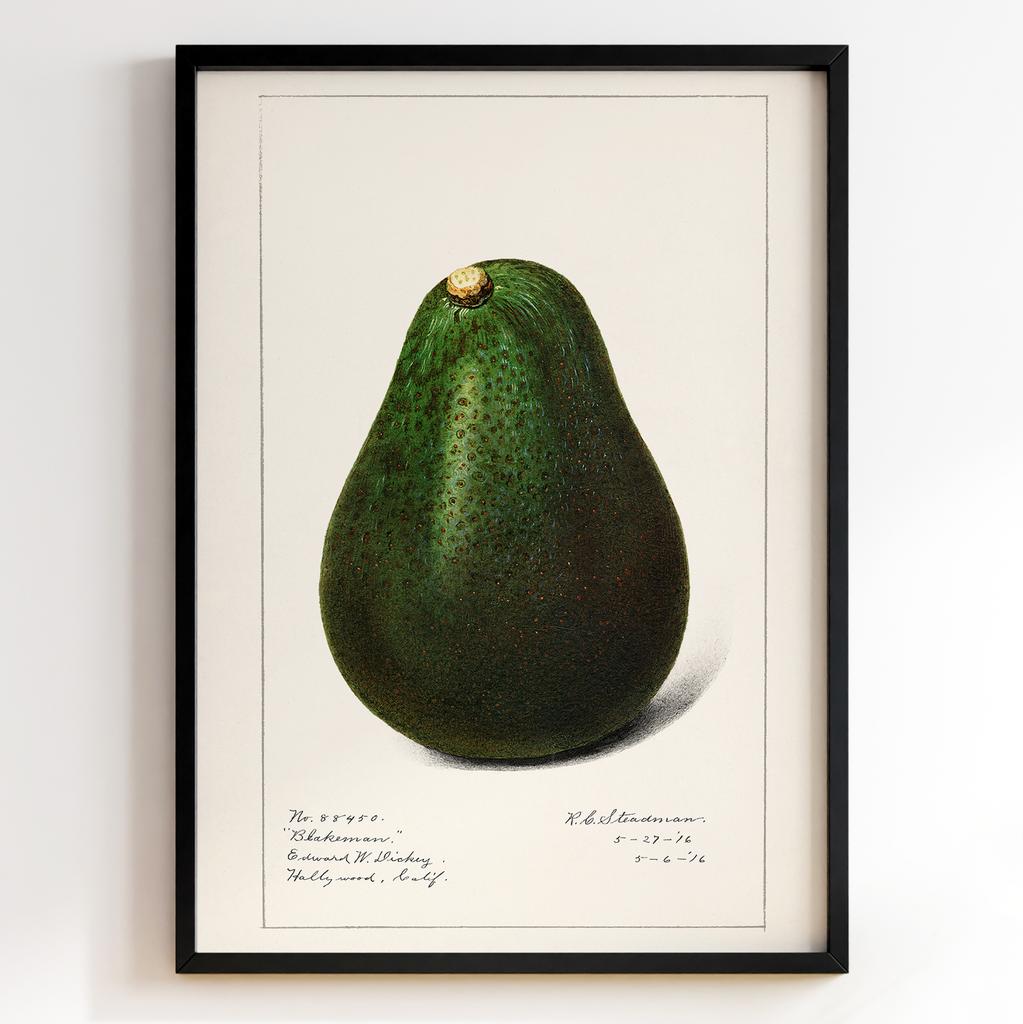 Ботанічний постер Роял Чарльз Стідмен | Royal Charles Steadman Арт: 28498