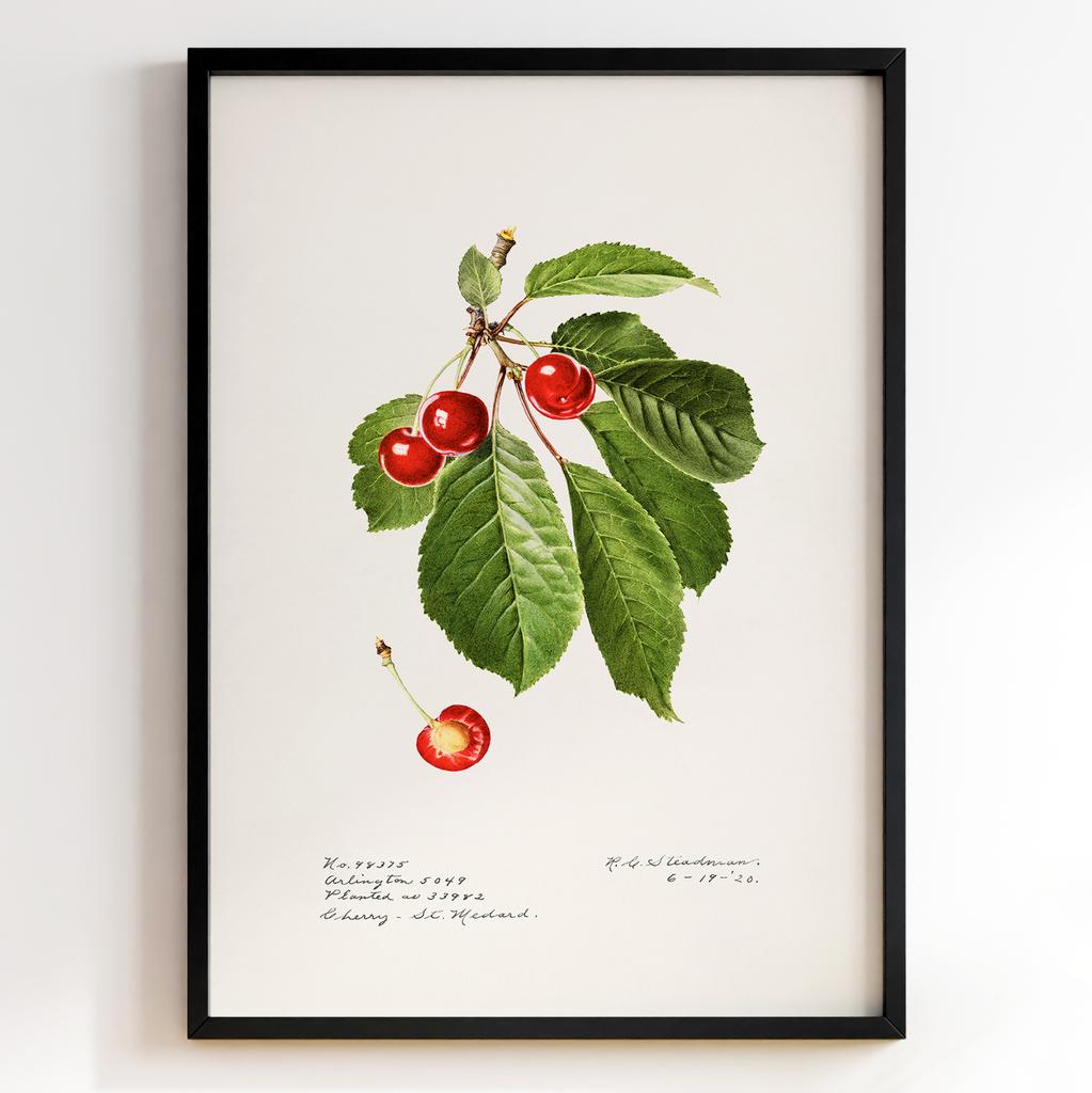 Ботанічний постер Роял Чарльз Стідмен | Royal Charles Steadman Арт: 28499