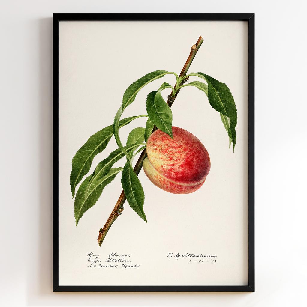 Ботанічний постер Роял Чарльз Стідмен | Royal Charles Steadman Арт: 28250