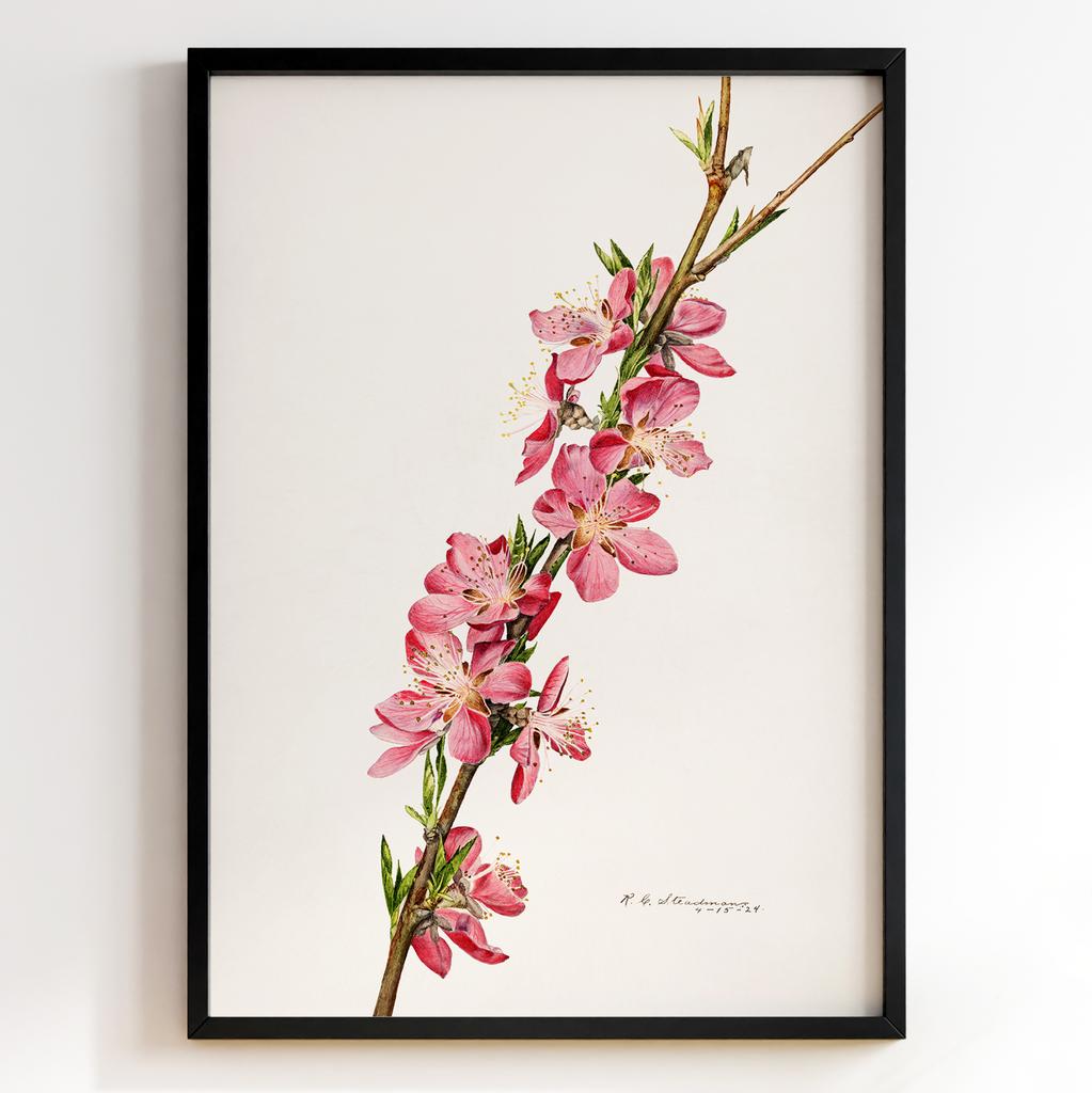 Ботанічний постер Роял Чарльз Стідмен | Royal Charles Steadman Арт: 28501
