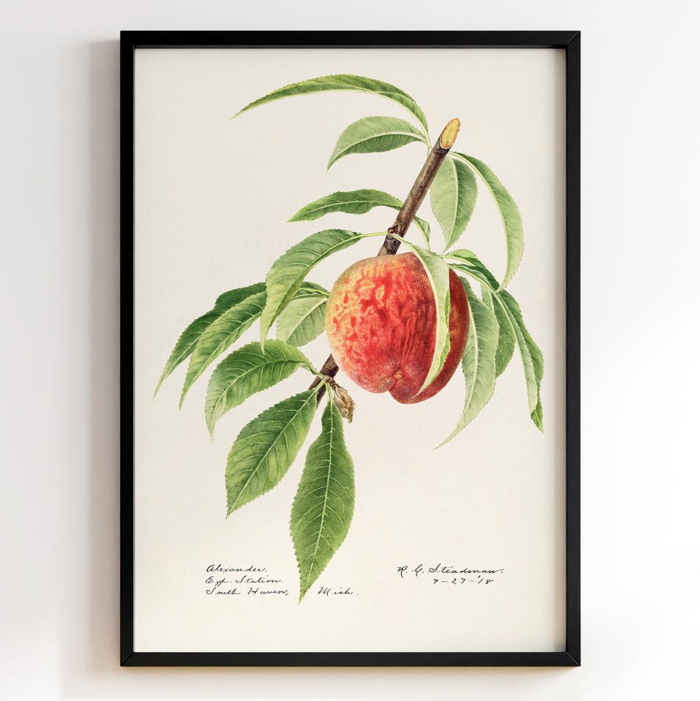 Ботанічний постер Роял Чарльз Стідмен | Royal Charles Steadman Арт: 28502