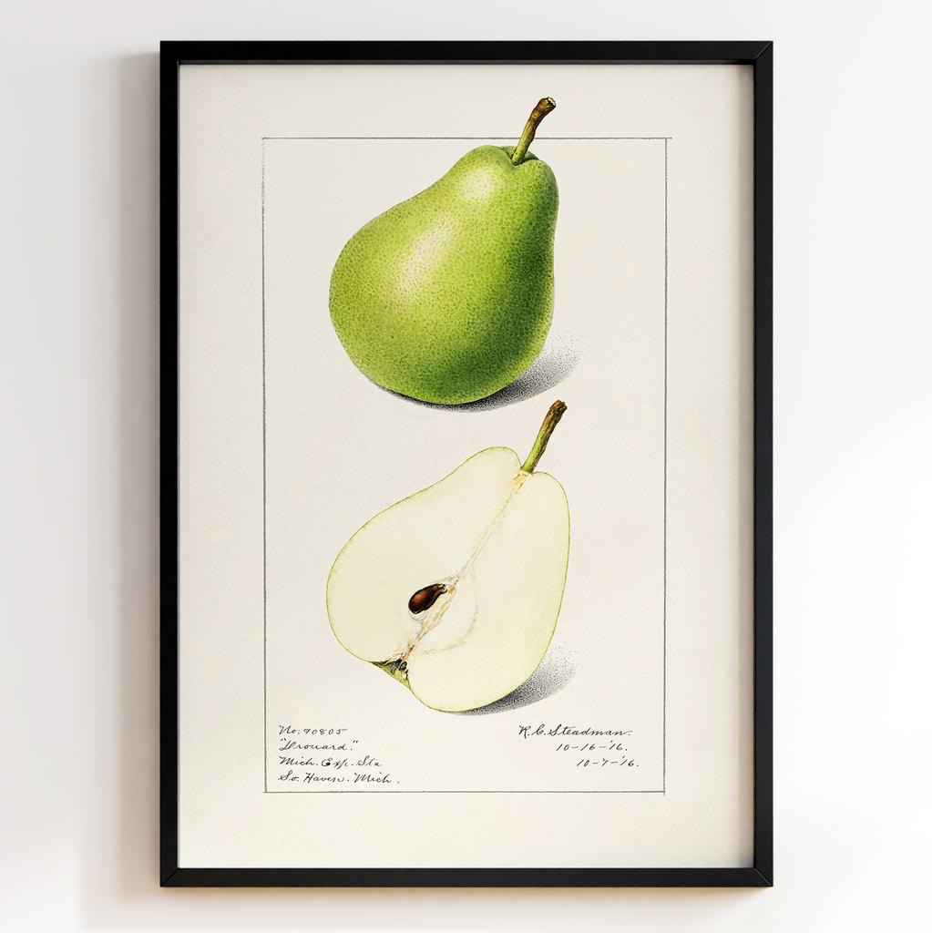 Ботанічний постер Роял Чарльз Стідмен | Royal Charles Steadman Арт: 28503