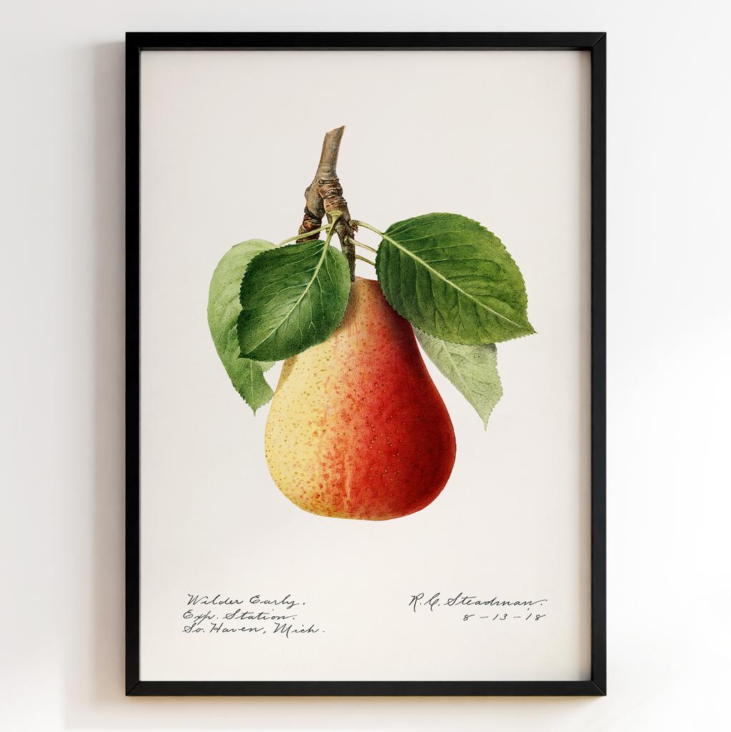 Ботанічний постер Роял Чарльз Стідмен | Royal Charles Steadman Арт: 28504