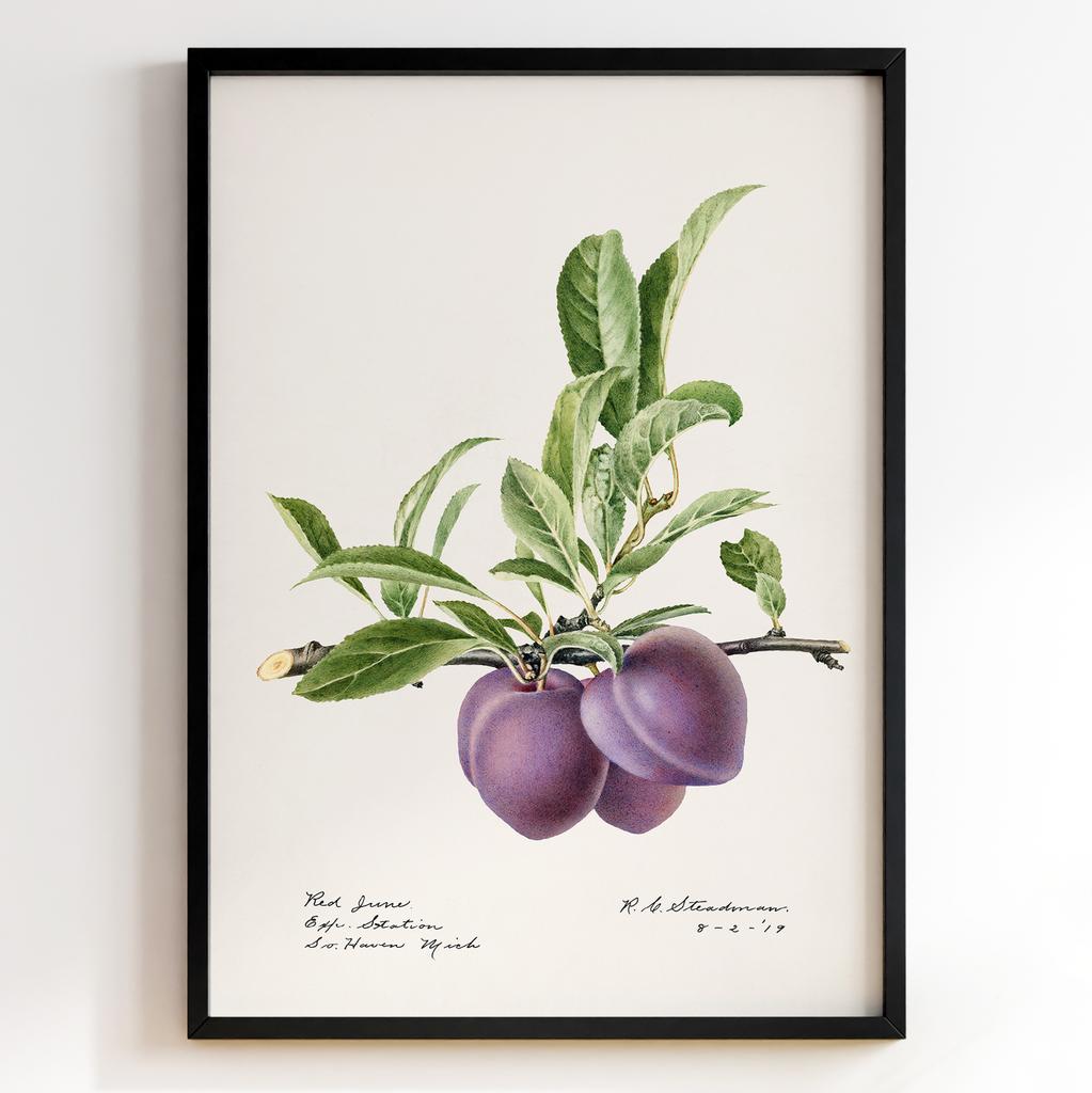 Ботанічний постер Роял Чарльз Стідмен | Royal Charles Steadman Арт: 28507