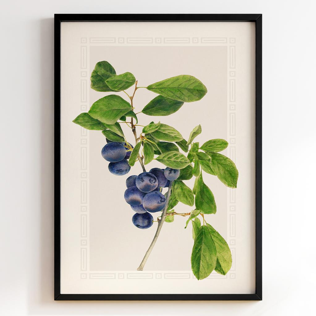 Ботанічний постер Роял Чарльз Стідмен | Royal Charles Steadman Арт: 28508