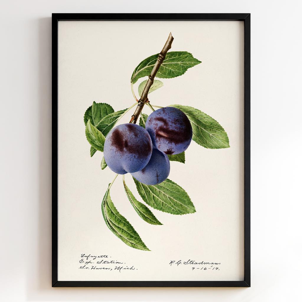 Ботанічний постер Роял Чарльз Стідмен | Royal Charles Steadman Арт: 28509