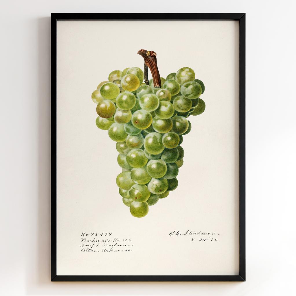 Ботанічний постер Роял Чарльз Стідмен | Royal Charles Steadman Арт: 28510