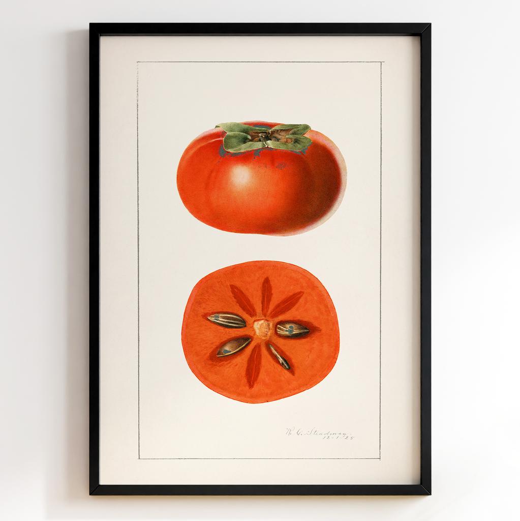 Ботанічний постер Роял Чарльз Стідмен | Royal Charles Steadman Арт: 28511