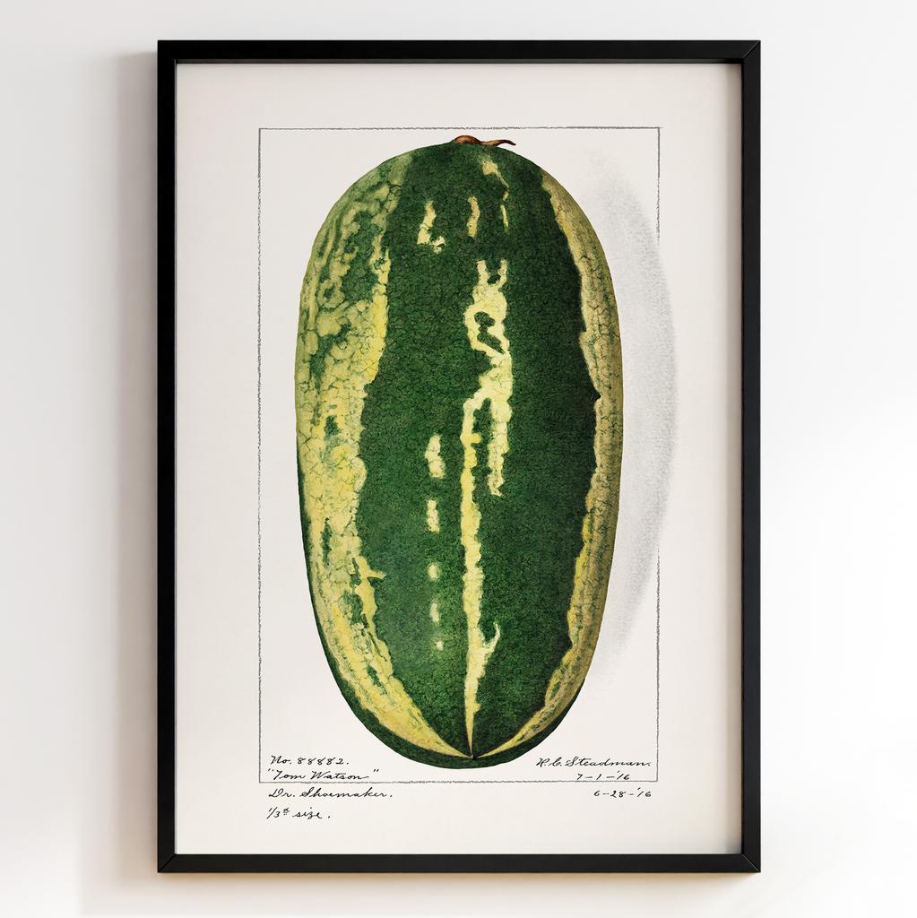 Ботанічний постер Роял Чарльз Стідмен | Royal Charles Steadman Арт: 28512