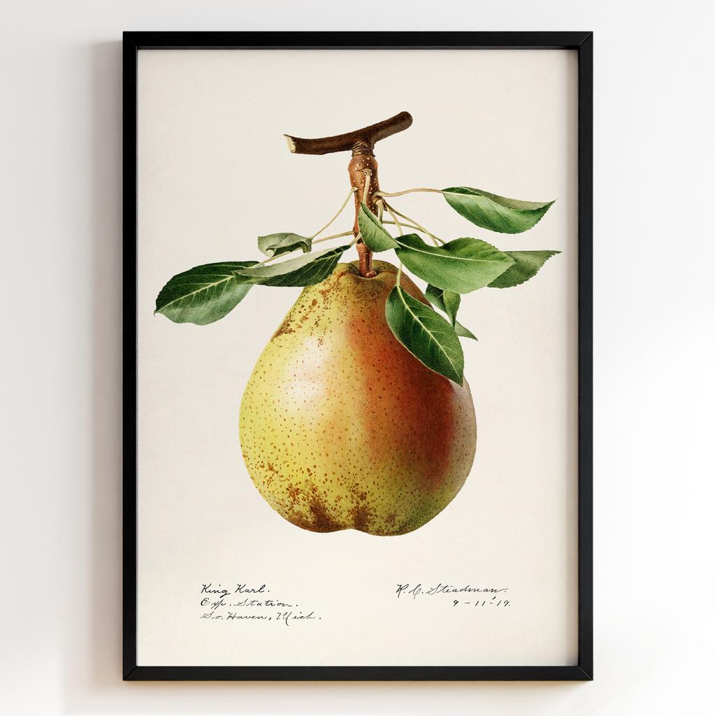 Ботанічний постер Роял Чарльз Стідмен | Royal Charles Steadman Арт: 28515