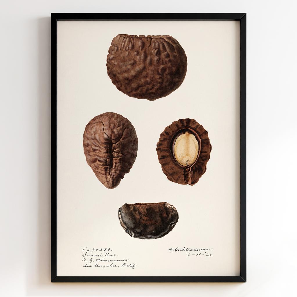 Ботанічний постер Роял Чарльз Стідмен | Royal Charles Steadman Арт: 28516