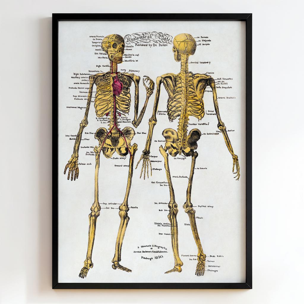 Ретро постер "Anatomical Plates – Dr. Parker (1830)"
