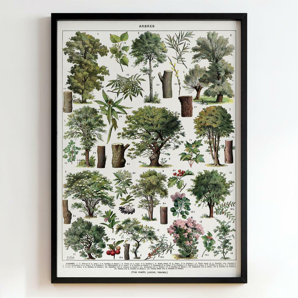 Ретро постер "Arbres – Deyrolle (c. 1890)"