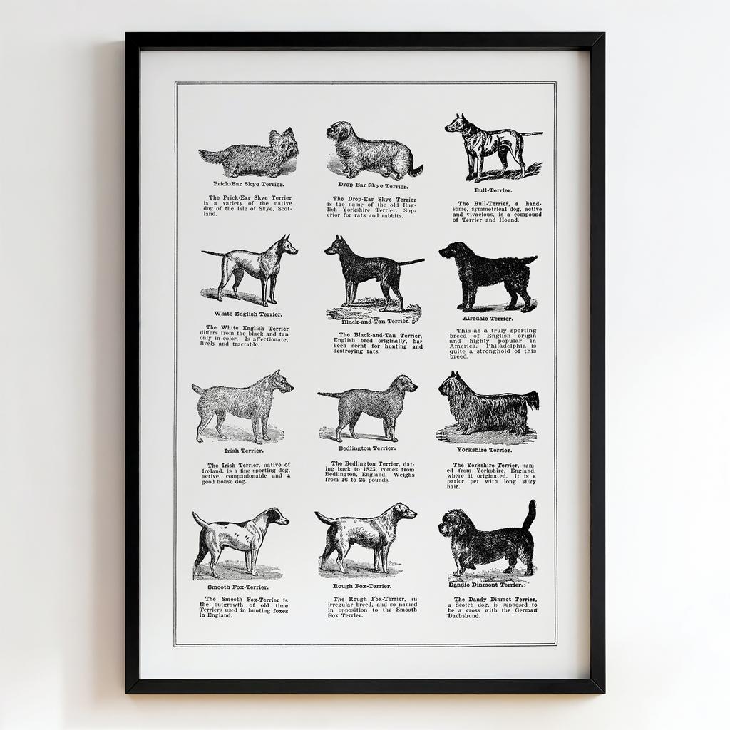 Ретро постер "Terrier Breeds – (1897)"