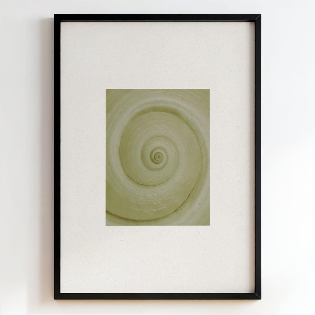 "Spiral Shell Study" мінімалістична мушля PS8640
