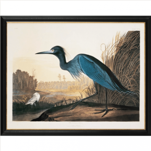 BLUE CRANE