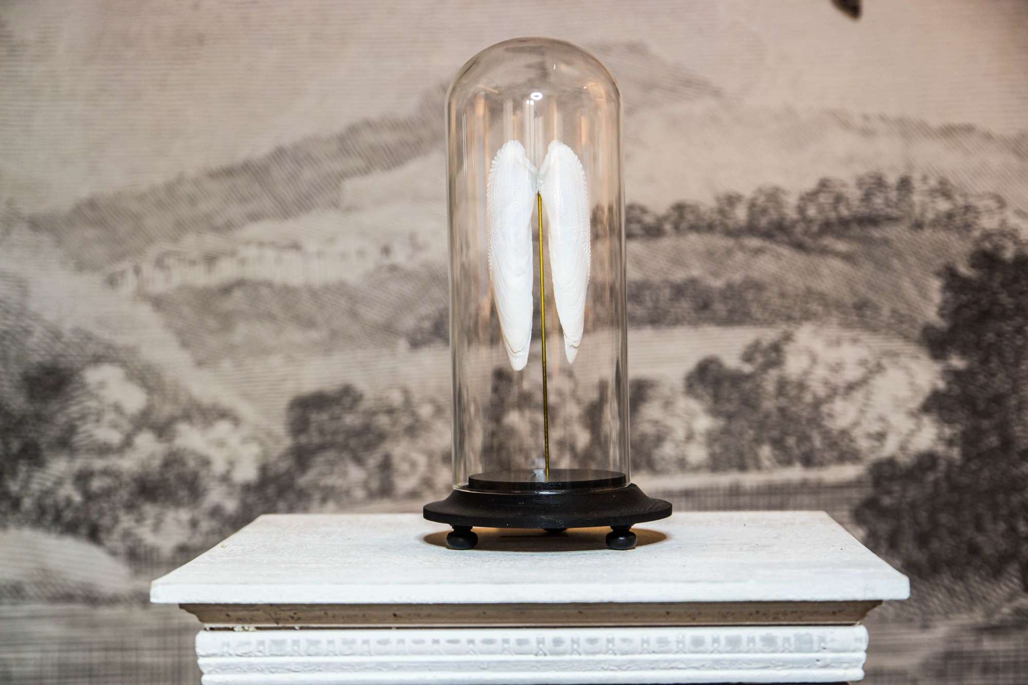 Globes Monothoria Orientalis