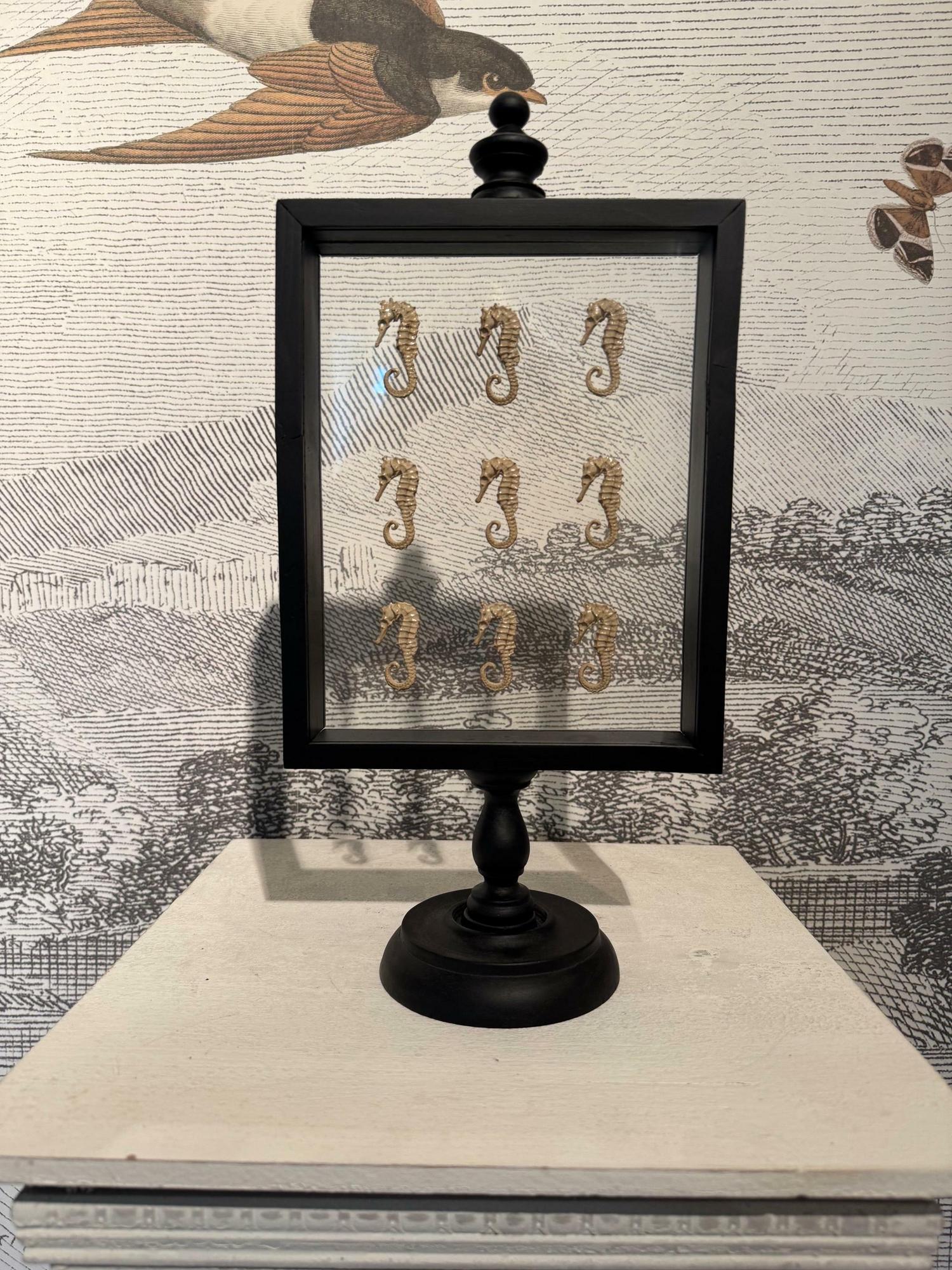 Seahorses frame collection