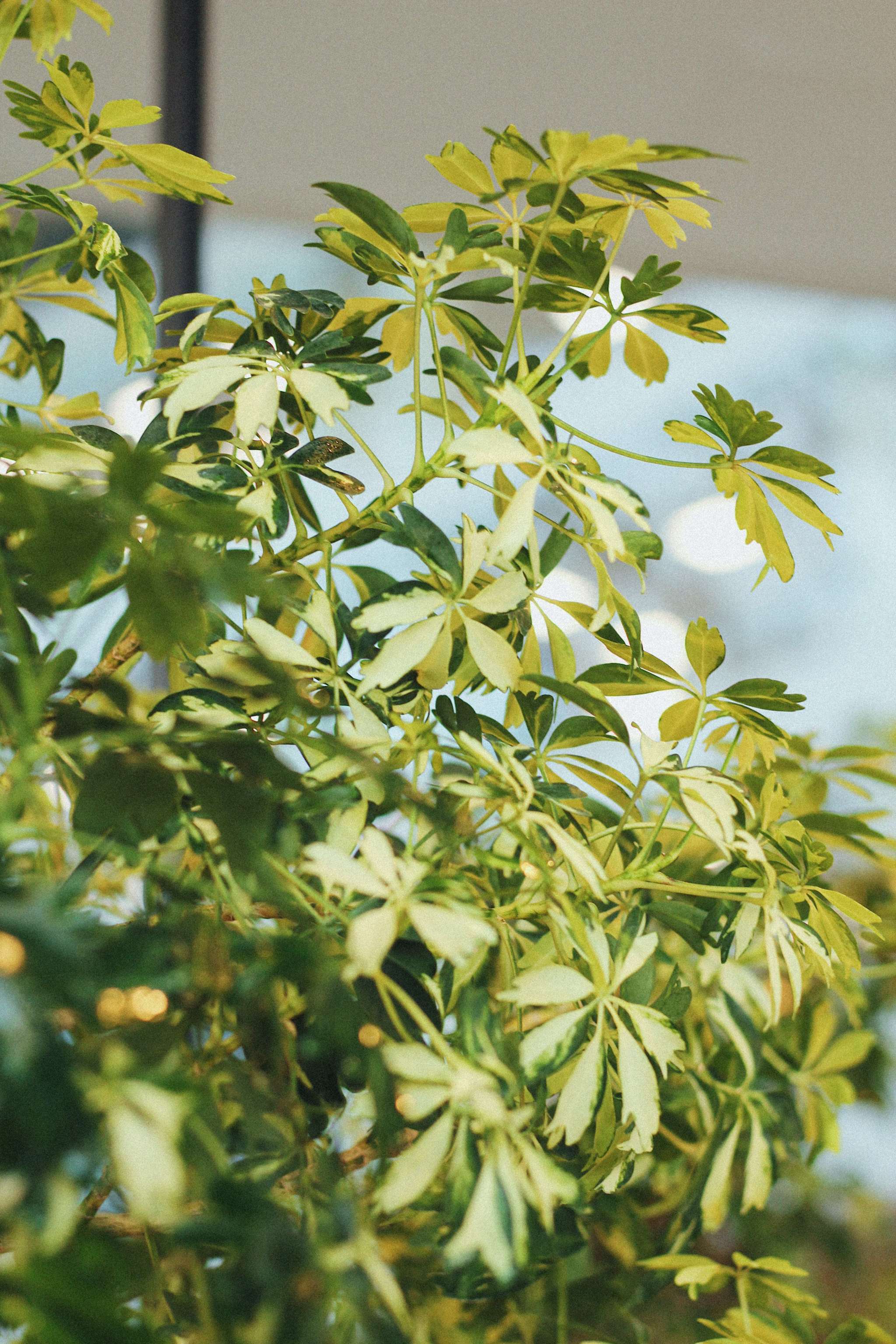 Schefflera Taiwaniana