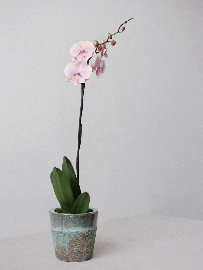 Орхидея: изображения без лицензионных платежей