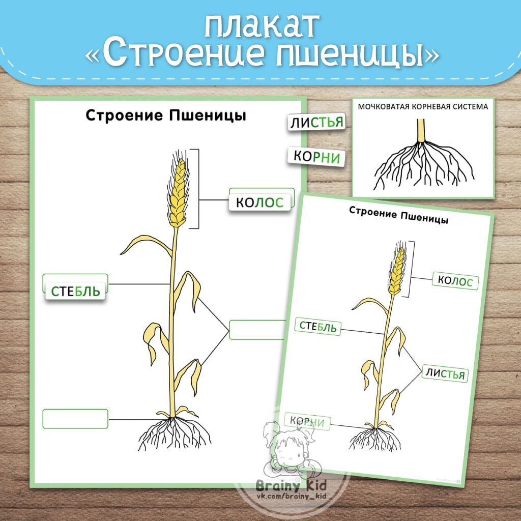 Плакат «Строение Пшеницы»