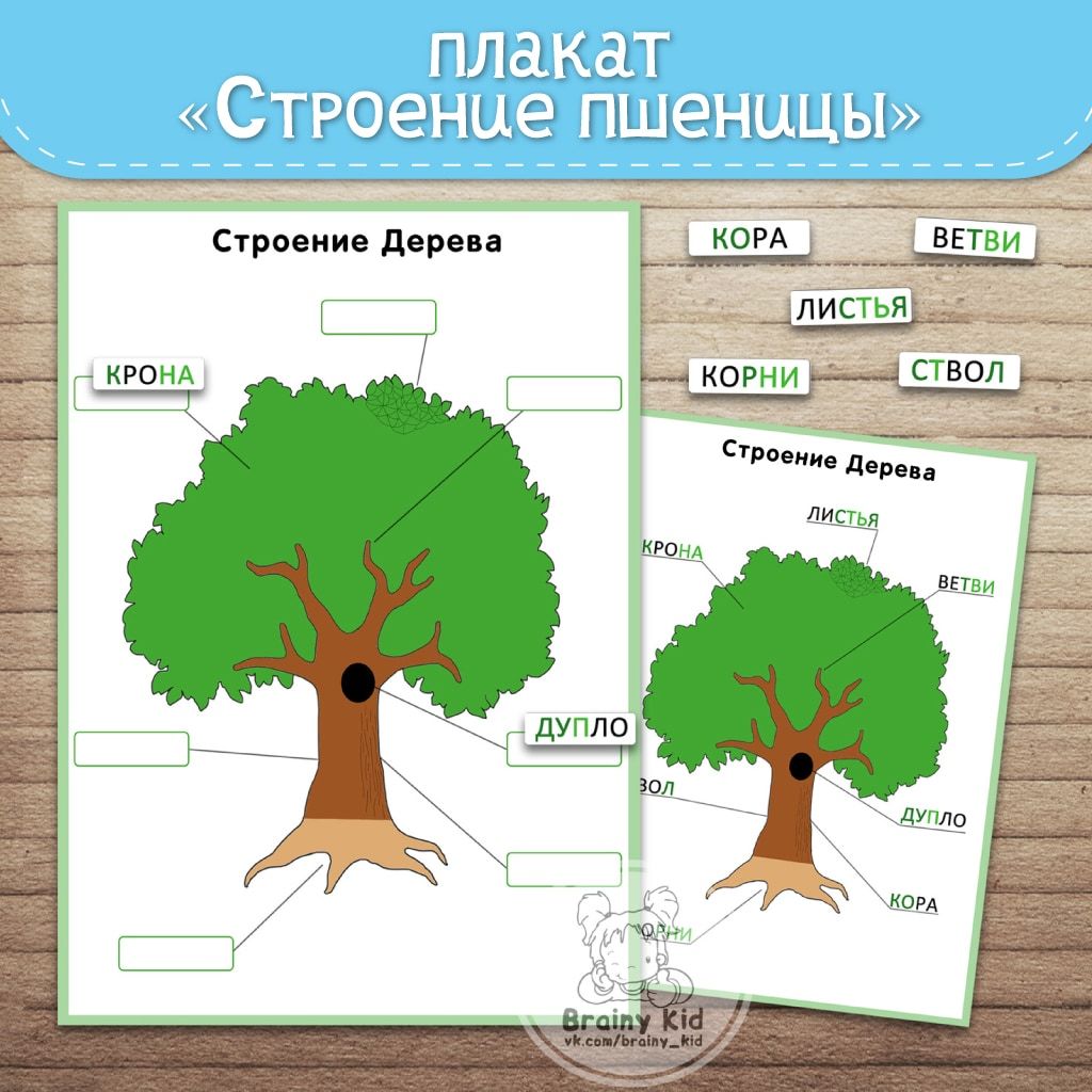 Плакат «Строение дерева»