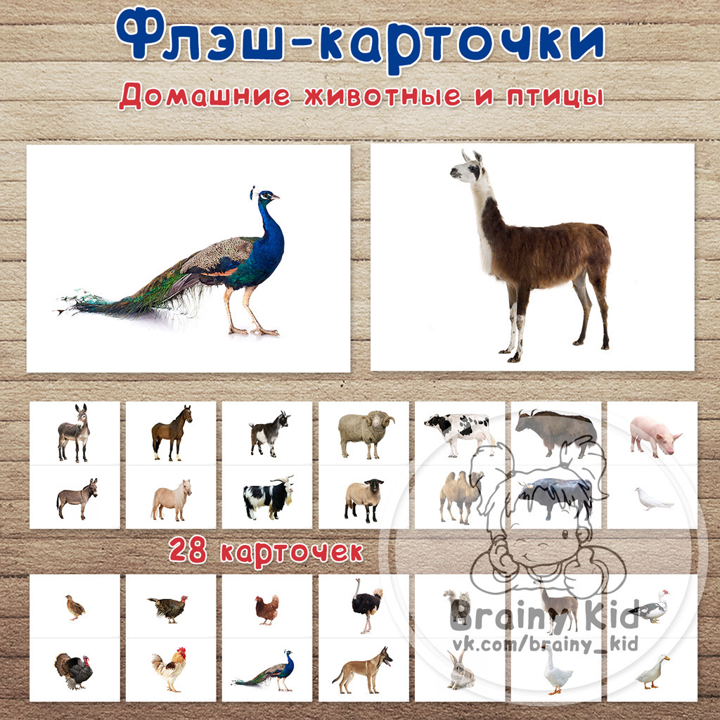Все > Флэш-карточки - Домашние животные и птицы купить в интернет-магазине