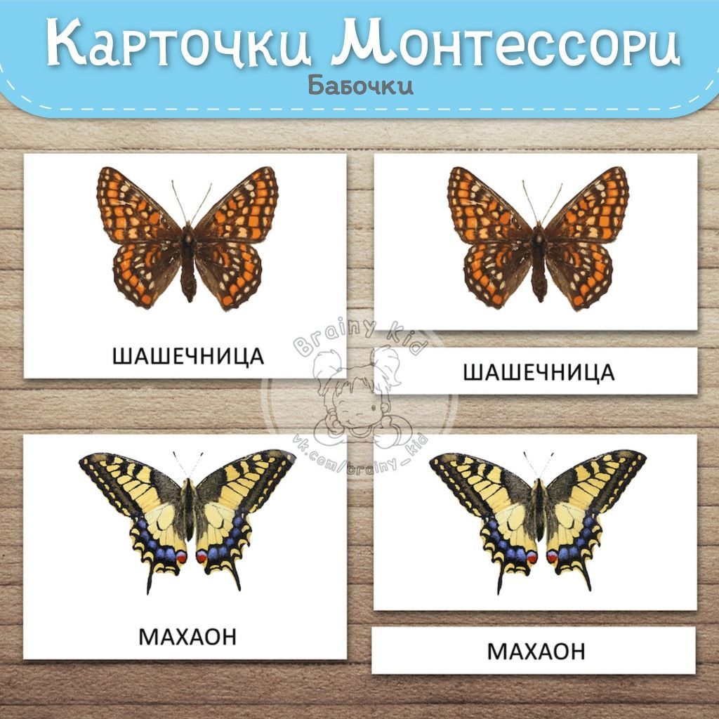 Виды бабочек. Самые известные бабочки. Разновидность бабочек фото и их названия и описание. Виды бабочек фото с названиями для детей.