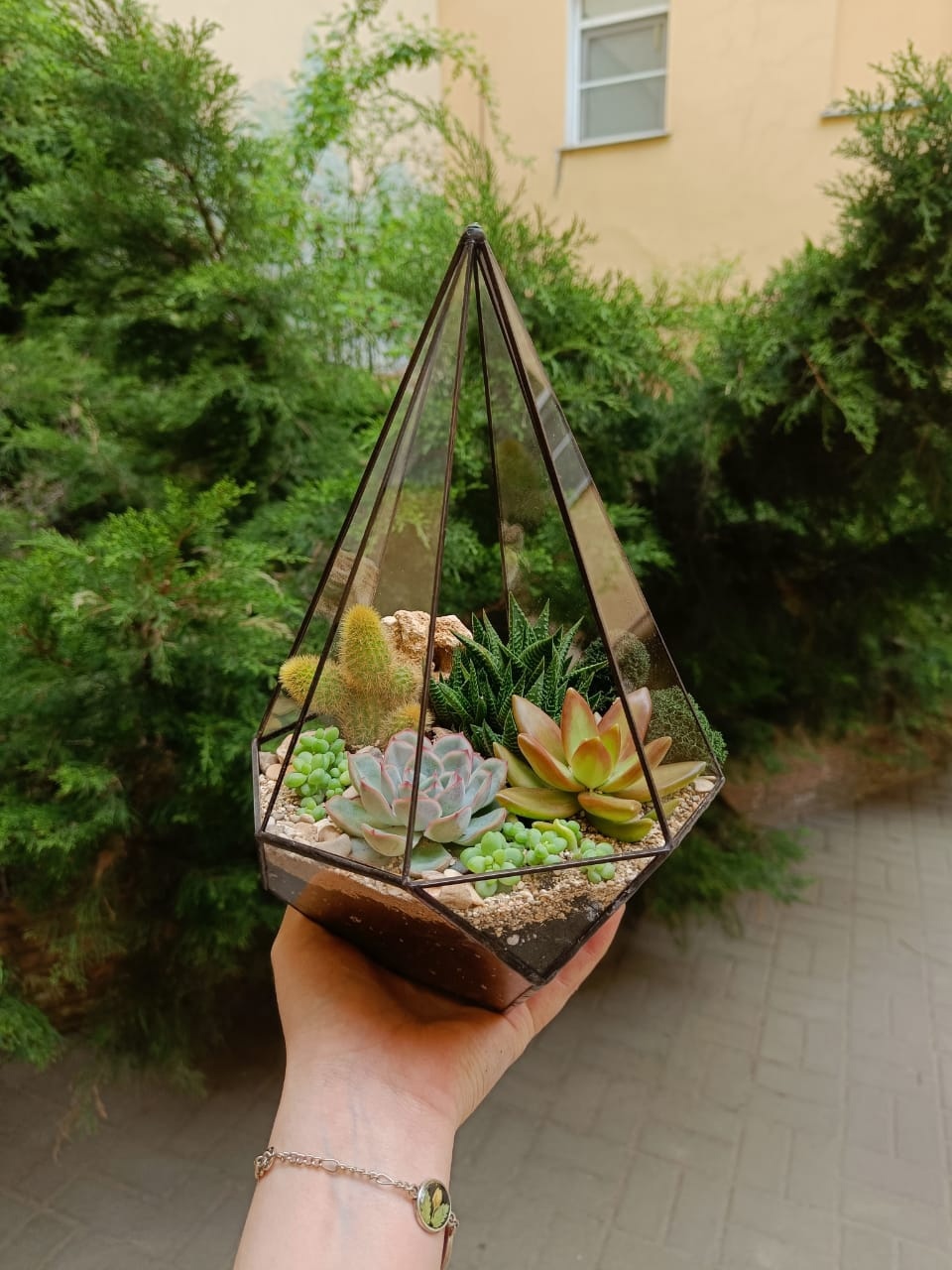 Суккуленты