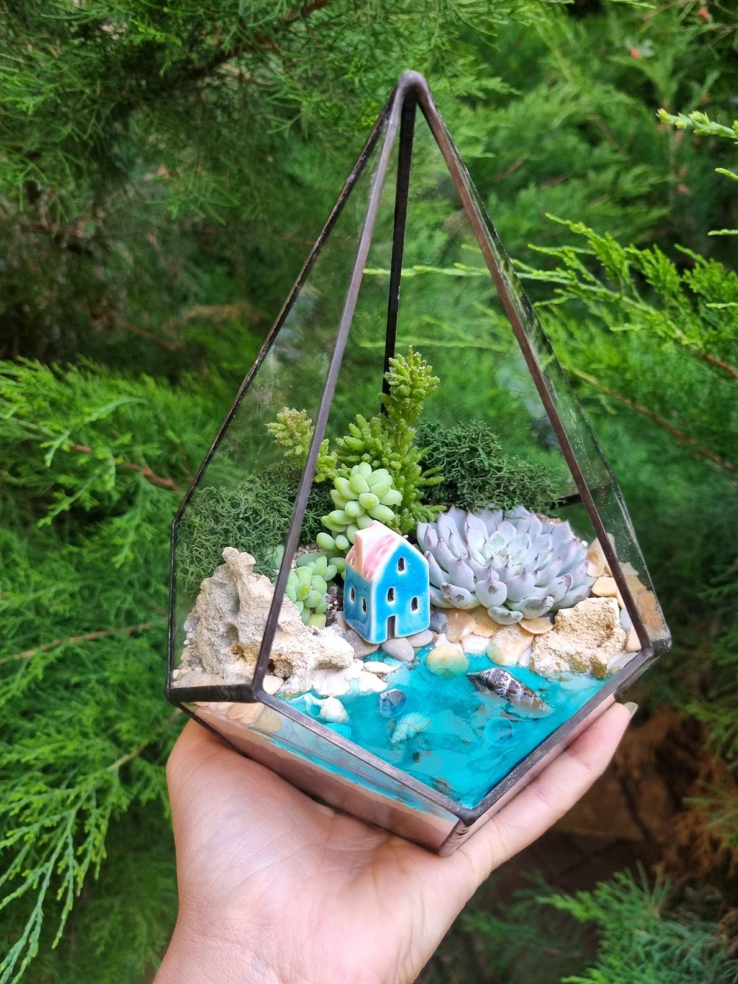 Суккуленты