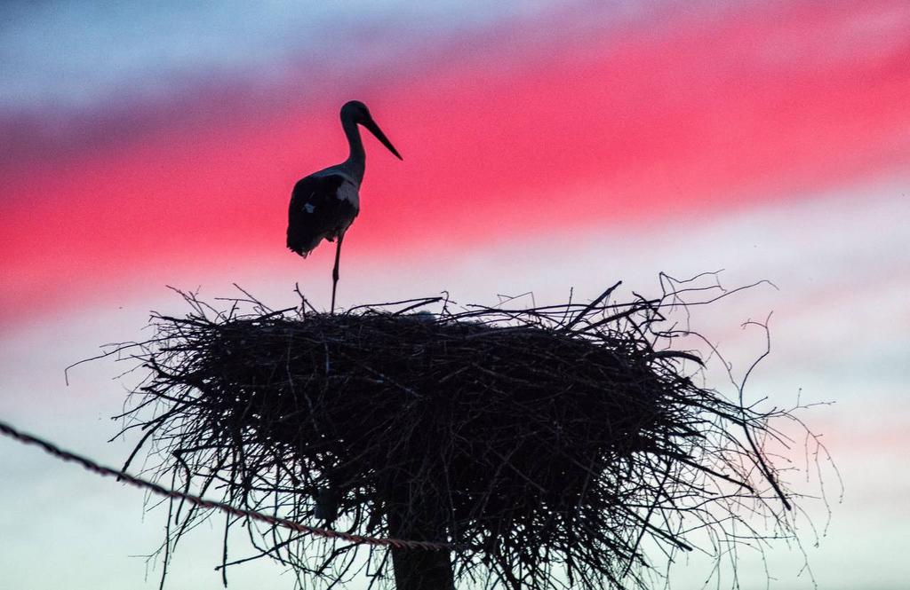 Ретрит ГНЕЗДО