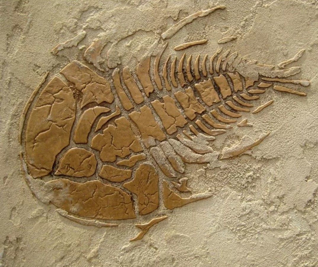 Fossil окаменелости