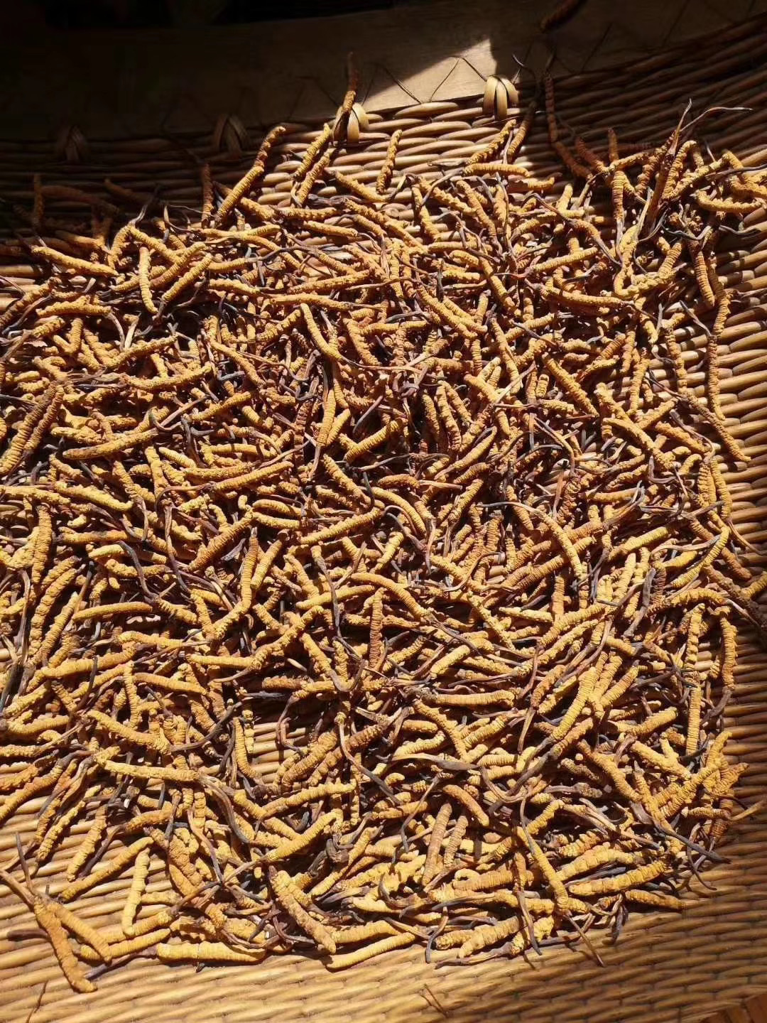 Адаптогены > КОРДИЦЕПС (Cordyceps sinensis) купить в интернет-магазине