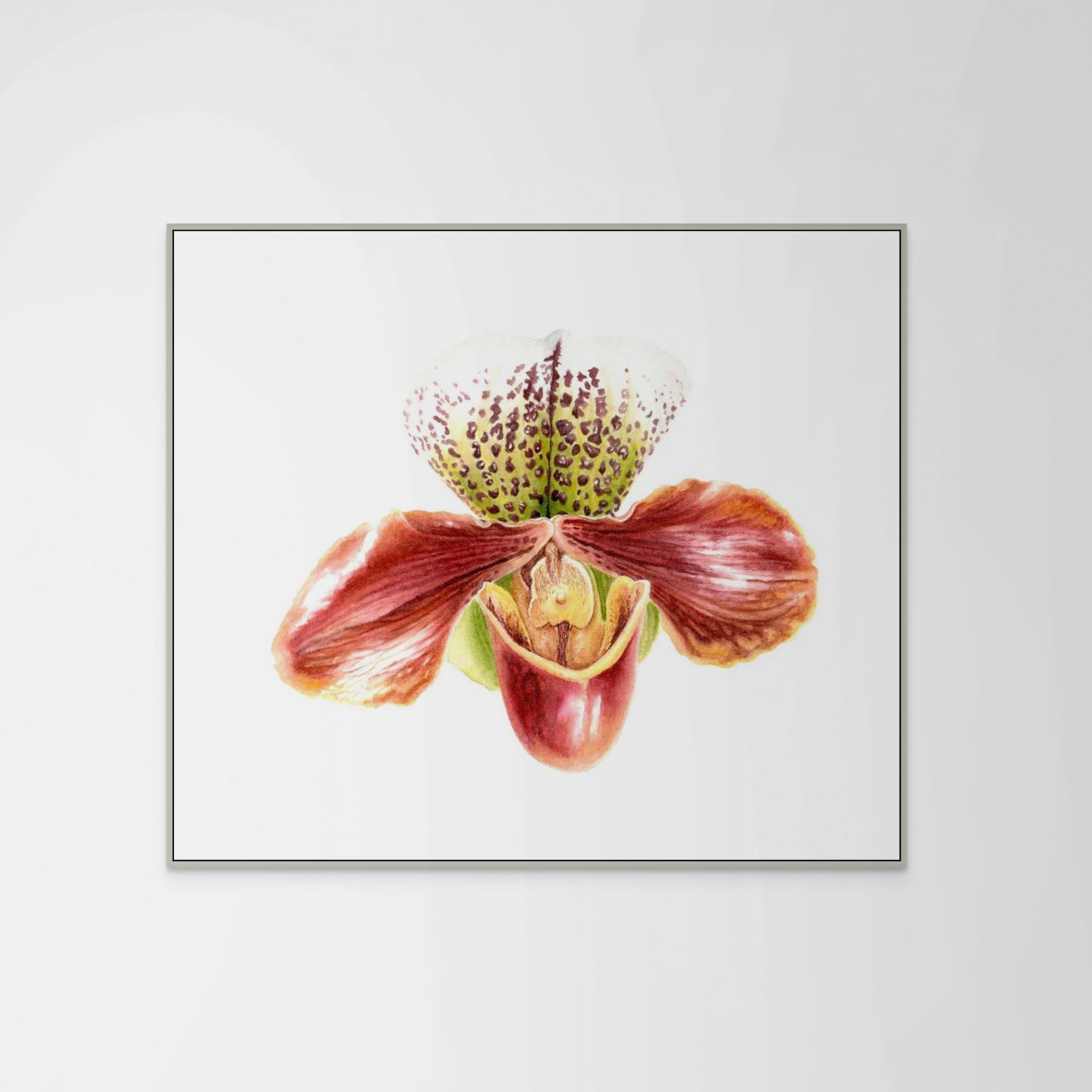 Paphiopedilum American Hybrid